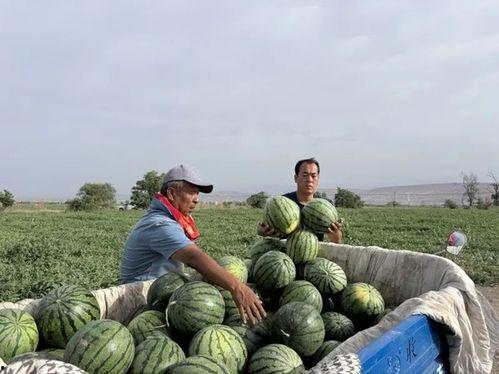 最美的吃瓜季节,尽享美味——最美吃瓜季节盛启  第2张